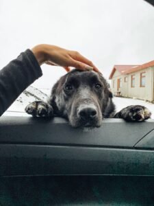 Mid Hvoll Cottages our new friend