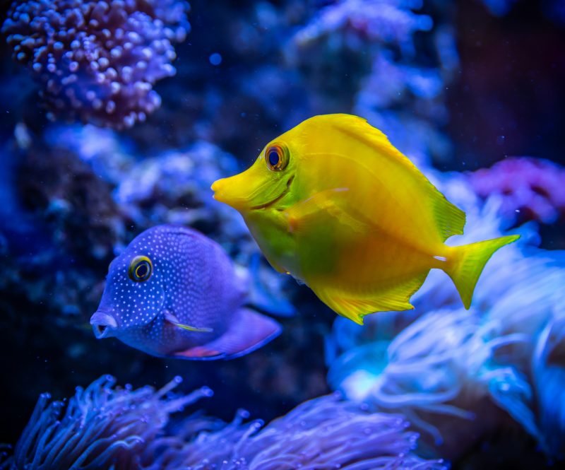 Great Barrier Reef - fish