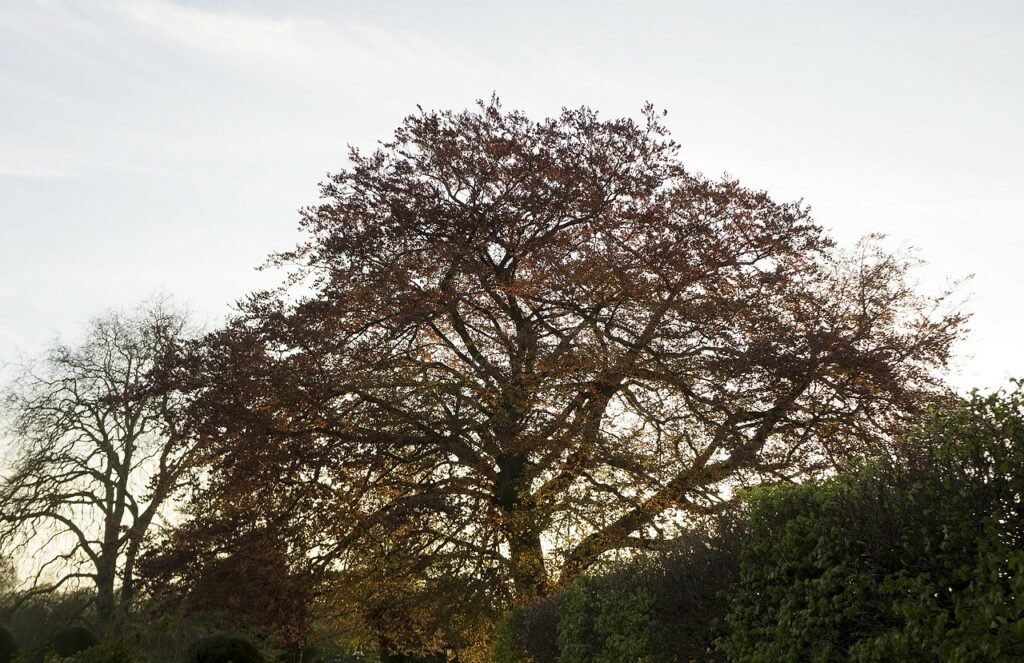 Cambridgeshire autumn trees