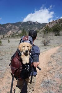 take your pets on staycations