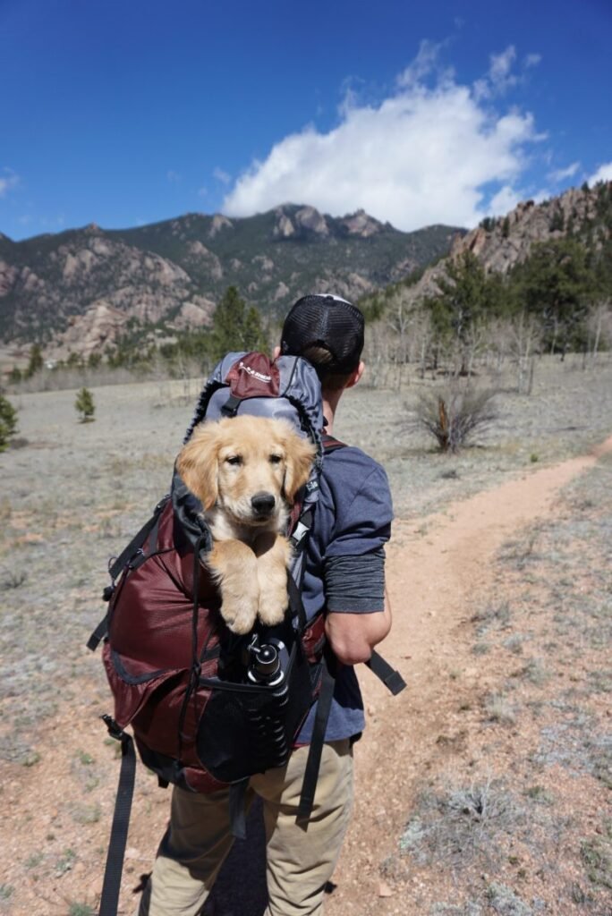 Pet travel after brexit